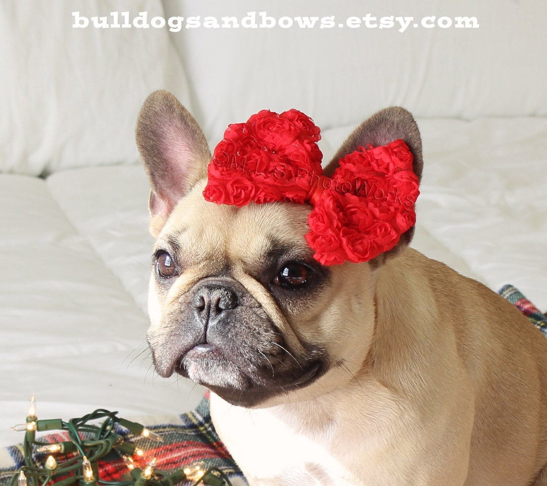 Big Red French Bulldog Bow Adorable Puppy Headbands Bulldogs & Bows Etsy
