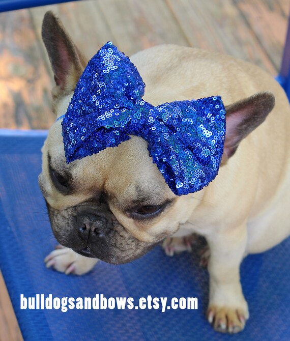 Royal Blue Sequin Fashion Dog Bow - French Bulldog Accessories - Bulldogs &  Bows