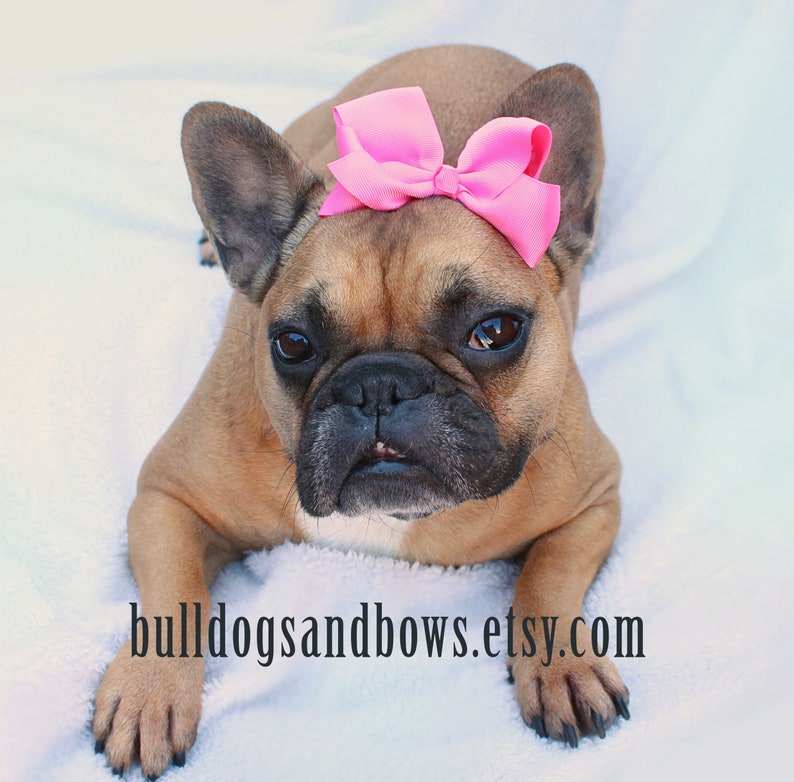 The Perfect Pink Dog Bow French Bulldog Accessories Etsy