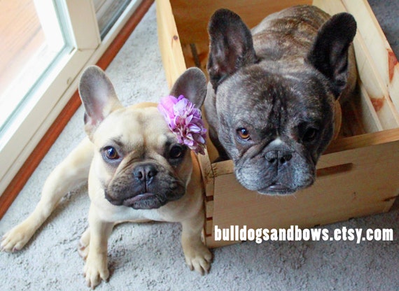 French top bulldog accessories