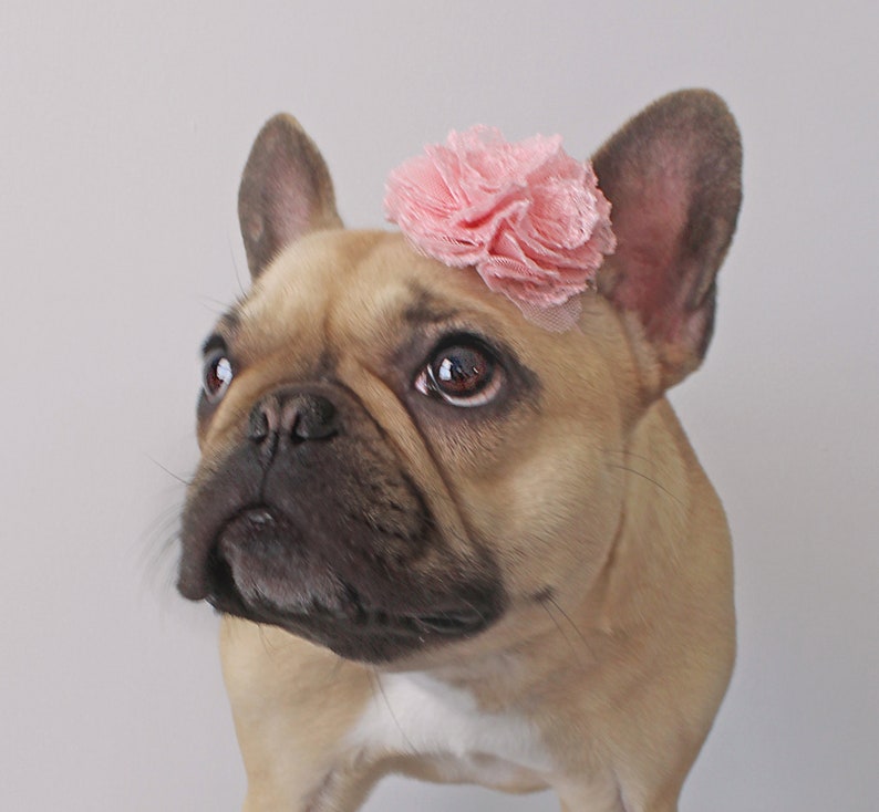 Soft Pink Puppy Flower Bow French Bulldog Accessories Etsy