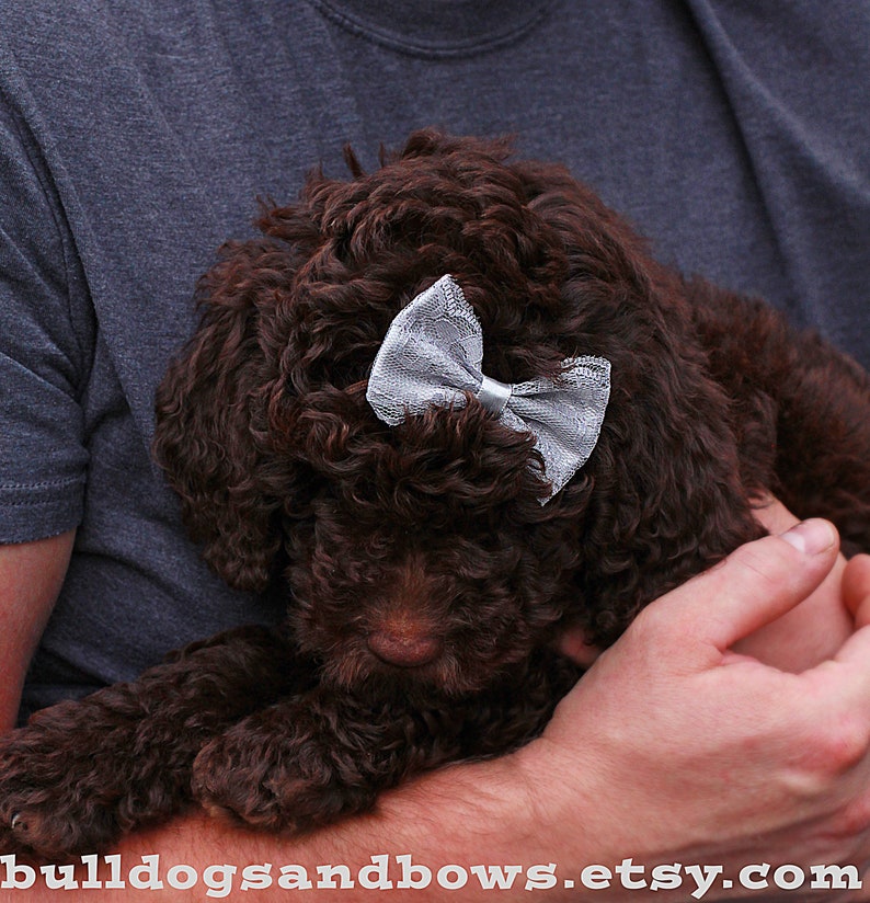labradoodle accessories