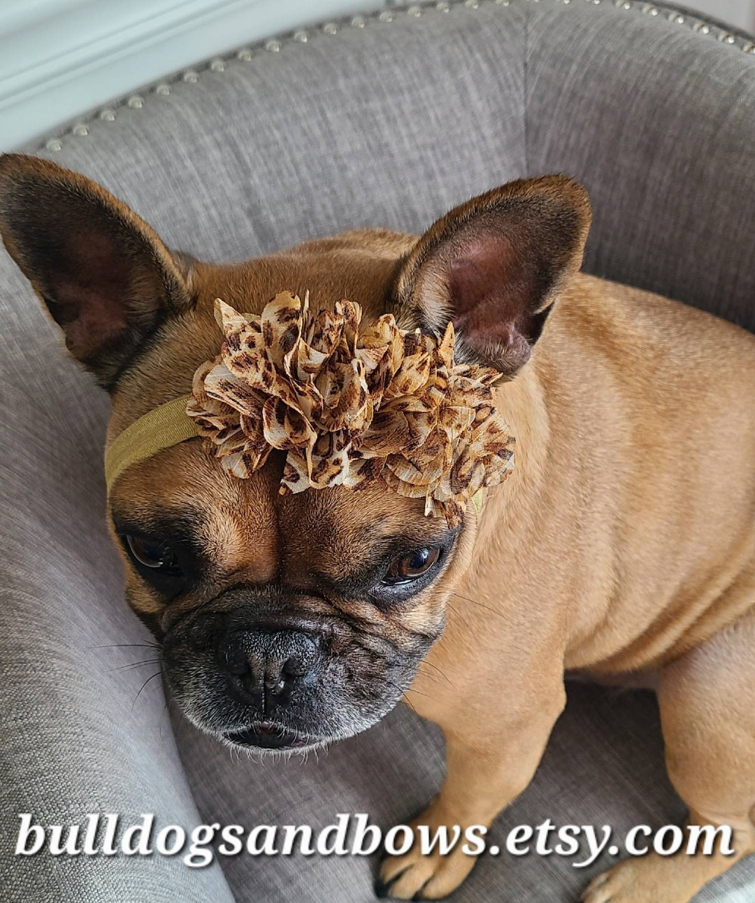 Leopard Print French Bulldog Headband Sweet Dog Accessories Bulldogs & Bows Etsy