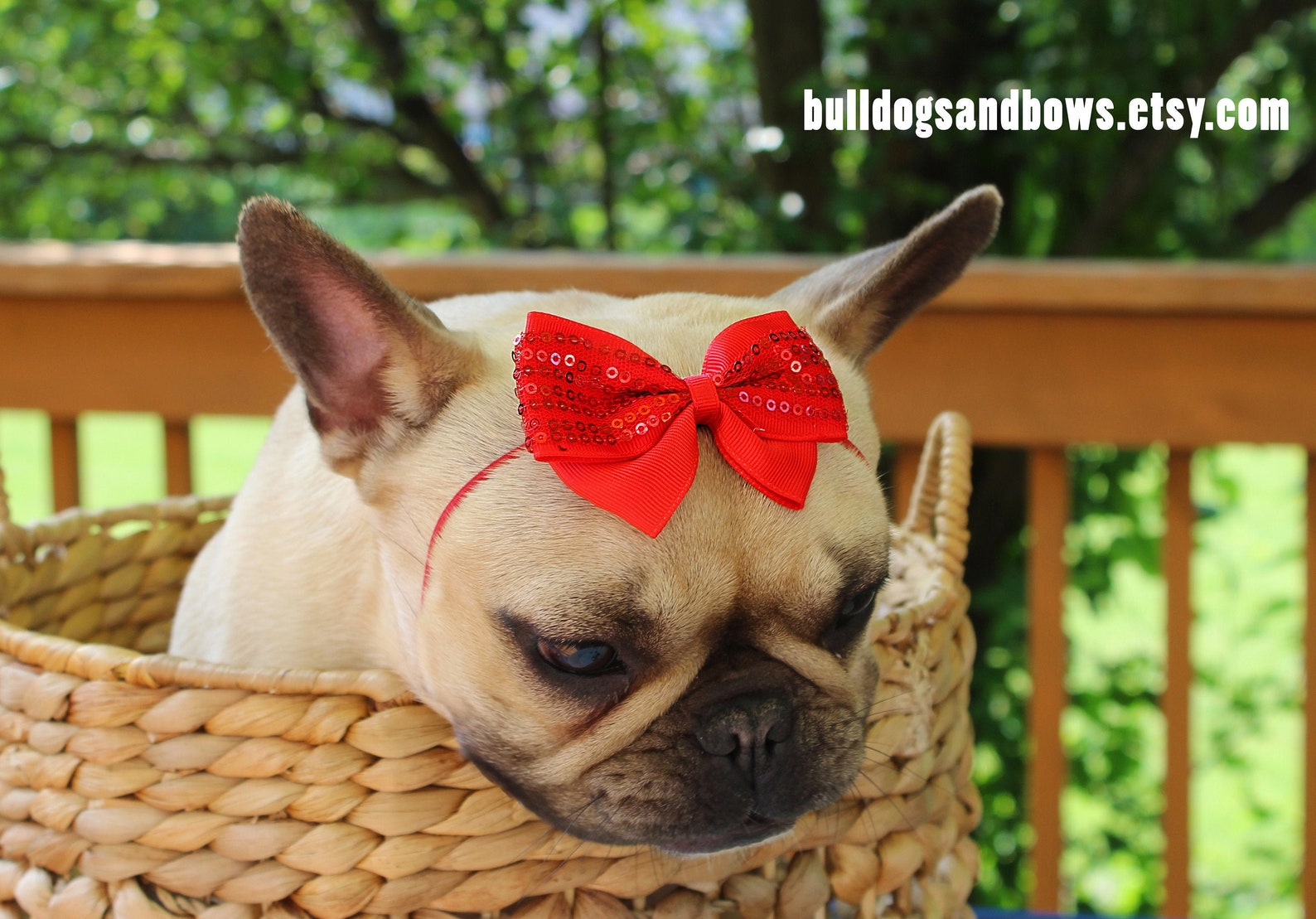 Red Dog Bow French Bulldog Accessories Bulldogs & Bows Etsy