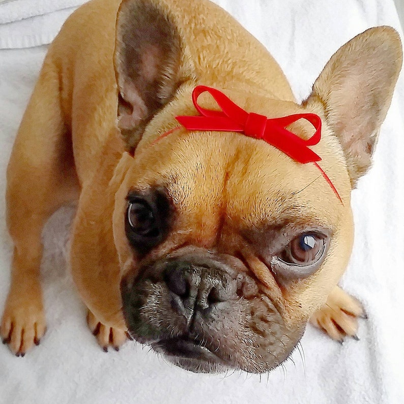 Red Velvet Holiday French Bulldog Bow Frenchie Puppy Etsy