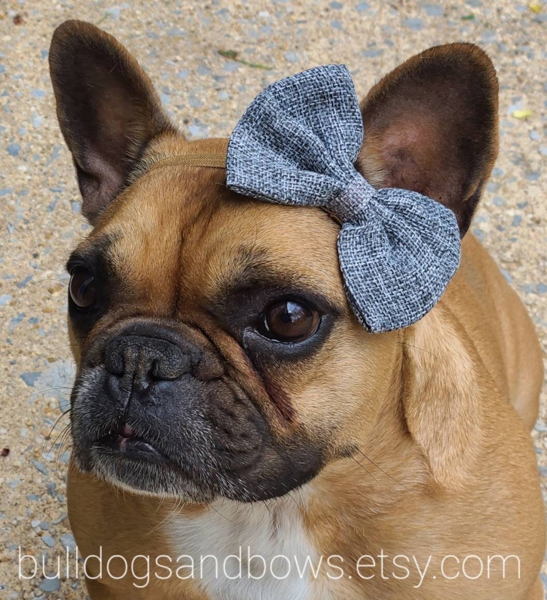 Graceful Grey Fabric Pet Bow Accesorios Bulldog Francés Puppy Bow Headband Bulldogs & Bows