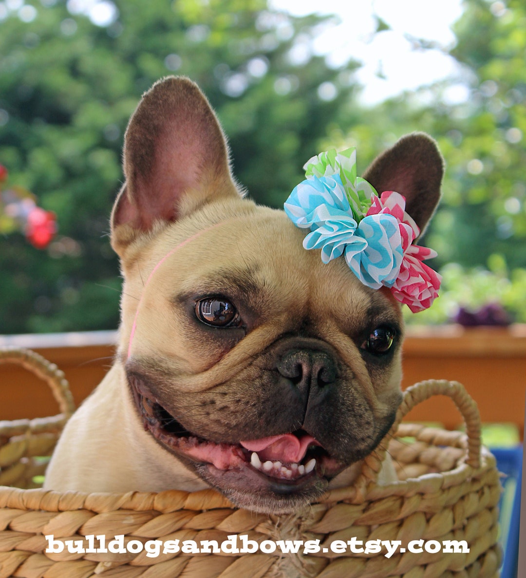 Summer Flare Dog Headband - French Bulldog Accessories - Bulldogs