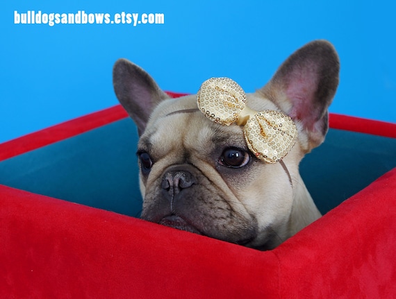 French bulldog puppy accessories hotsell