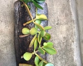 5 cuttings , jade plants , live plant money tree , lucky tree . Also known as crassula ovata .