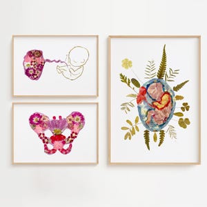 Becken, Baby mit Plazenta und Fötus im Mutterleib Drucke Weibliche Fortpflanzungs Anatomie Wand Kunst Medizinisch, Hebamme und Schwangerschaft Dekor