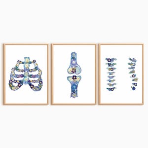 Digital Anatomical Spine Art Print – Chiropractic & Osteopath Office Decor | Skeletal Medical Illustration Poster, Printable Clinic Wall Art