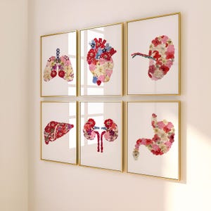 Könnte beinhalten: Ein Set aus sechs gerahmten Wandbildern mit anatomischen Darstellungen menschlicher Organe wie Lunge, Herz, Niere, Leber und Magen, die jeweils aus gepressten roten, rosa und weißen Blütenblättern auf weißem Hintergrund bestehen.