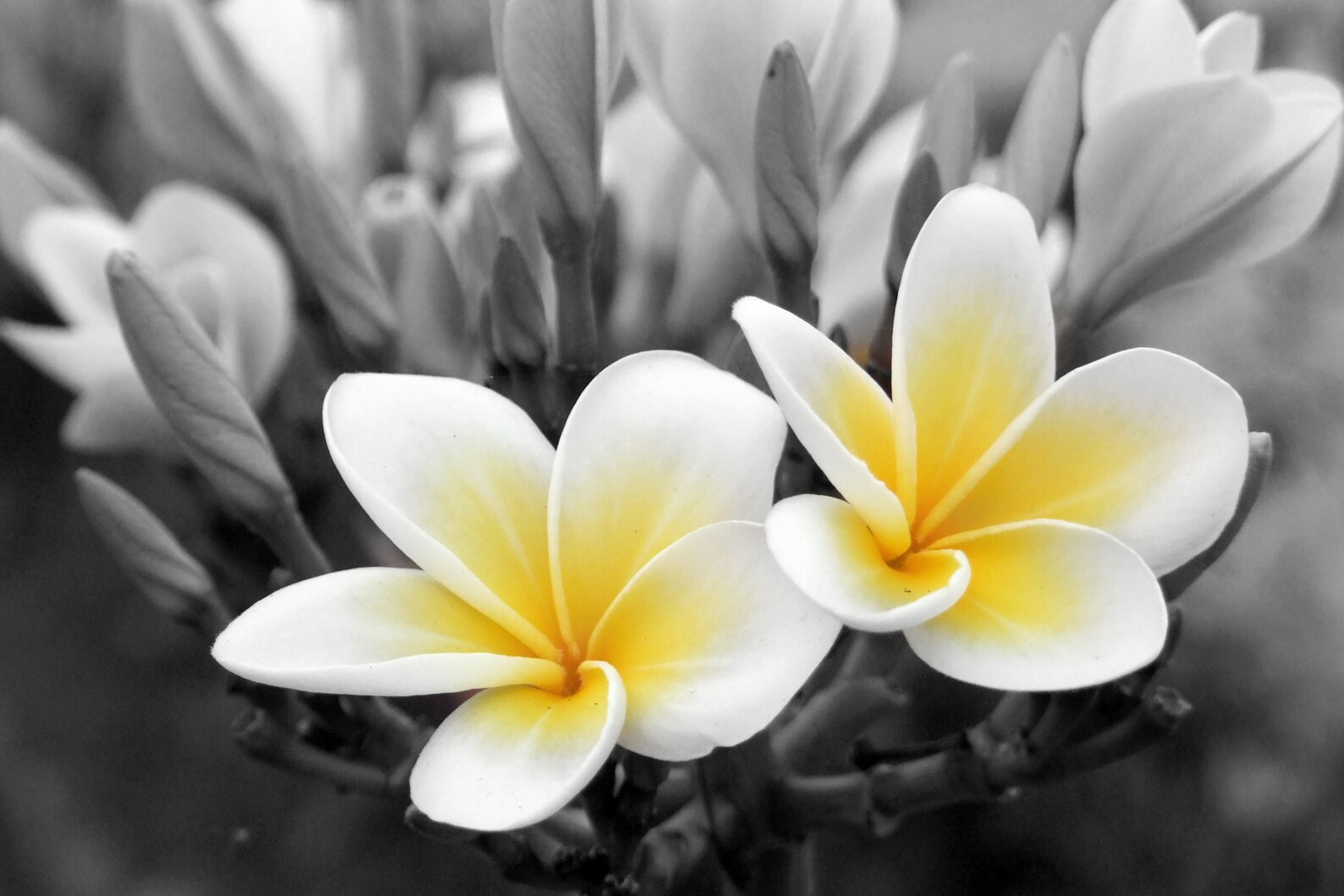 Flower White Yellow Black and White Etsy