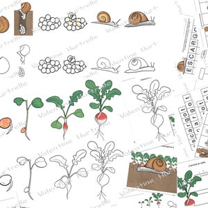 Life cycles: SNAIL and RADISH - digital files