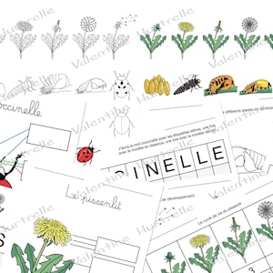 Life Cycles: LADYBUG and DANDELION - digital files