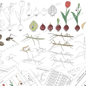 Life cycles: PHASM and TULIP - digital files