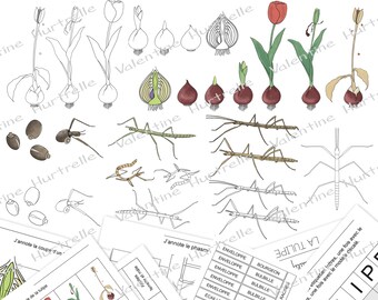 Cycles de vie : PHASME et TULIPE - fichiers numériques