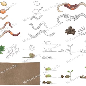 Life Cycles: EARTHWORM and OAK - digital files