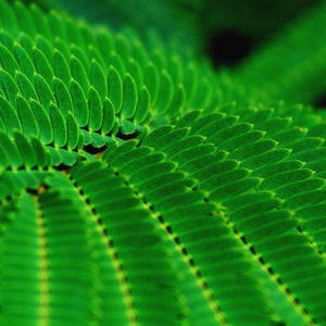 Mimosa Leaf- stampa digitale da utilizzare per l'arte murale, carta da parati digitale, ecc.