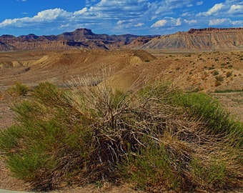 May include: A close-up of a dry, brown bush with green foliage growing in a desert landscape. The bush is in the foreground, with a distant view of brown, rocky hills and a blue sky with white clouds.