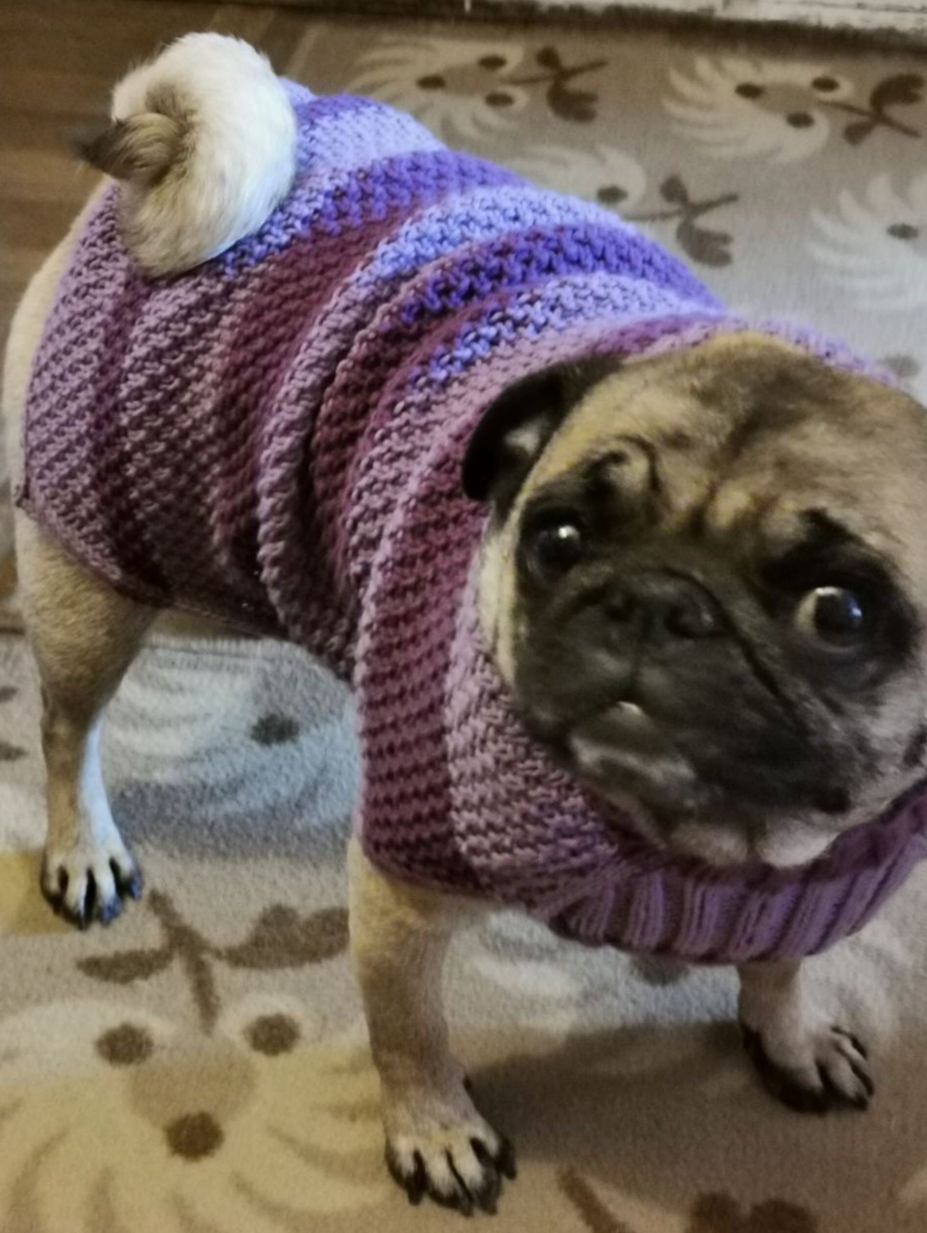 Sleeveless sweater pattern for pug Etsy