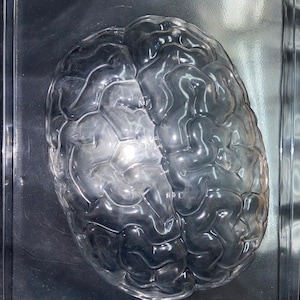 LARGE BRAIN MOLD