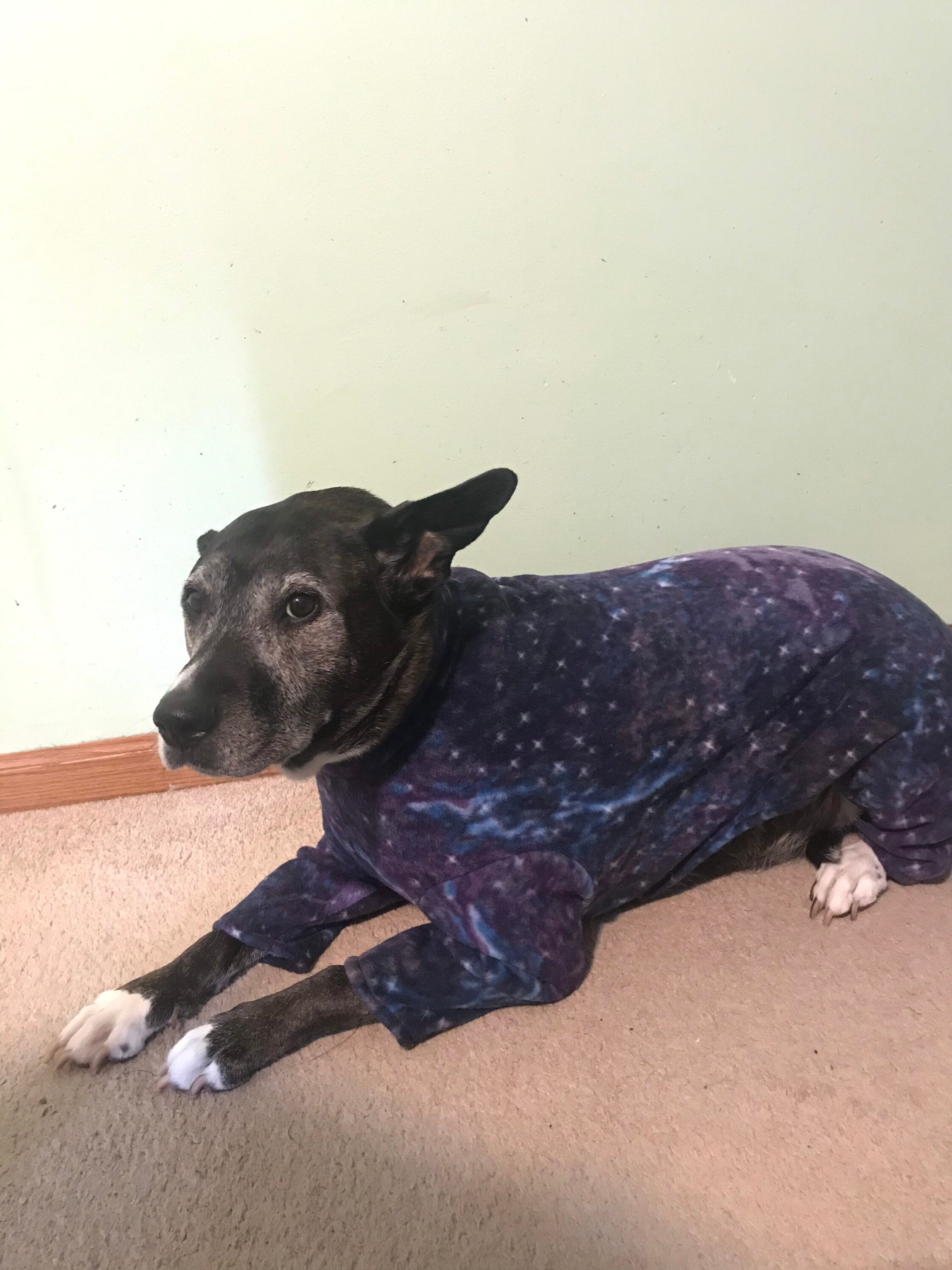 Cosmic Fleece Dog Pajamas - Etsy