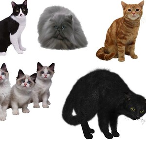Cats PNG file - Digital download - Sublimation image- Cat clipart
