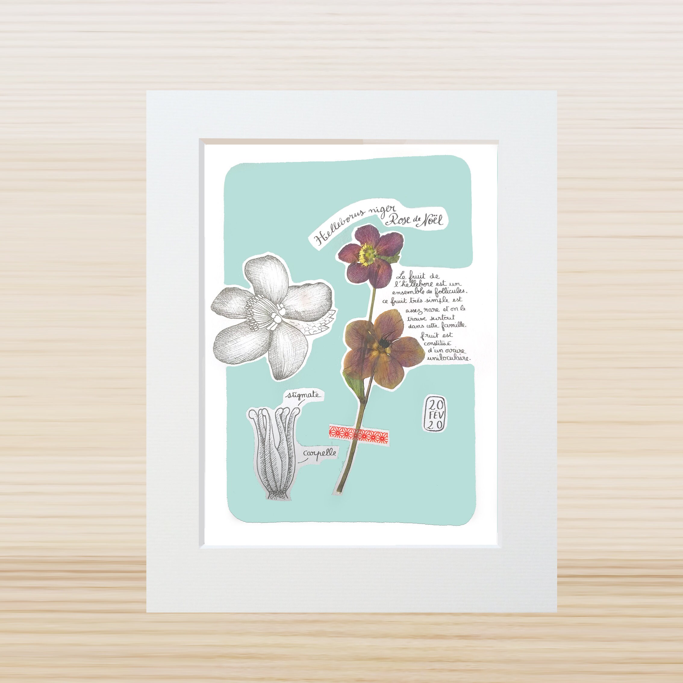 Planche Botanique Hellebore - Carnet de Voyage Herbier Cadeau