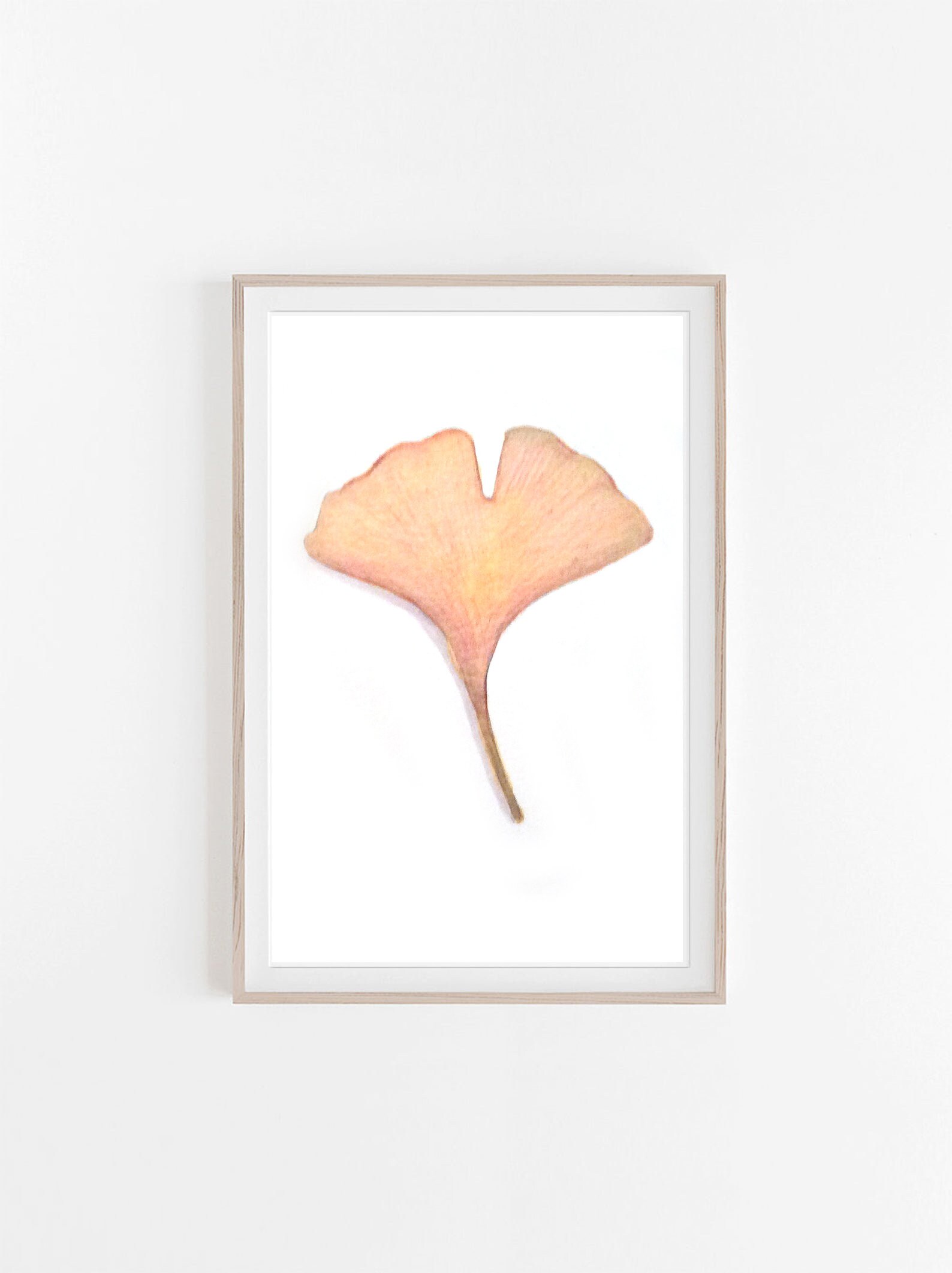 Illustration Originale - Ginkgo Biloba Botanique Cadre Décoration Chambre Encre et Acrylique Paris M