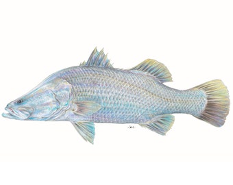 SRA3 handverschönerter signierter Druck einer blau gefärbten Barramundi Illustration von jimloste.art authentischen Fishart Barra Fisher Fisher