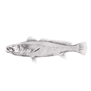 SRA1 Mulloway print on linen paper black and white fishart Jewie fishing art