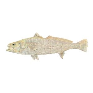 A2 Digital Mulloway art print ,fishart fishing art, jewfish, ocean fish sea seafish marine oceanic fisharts