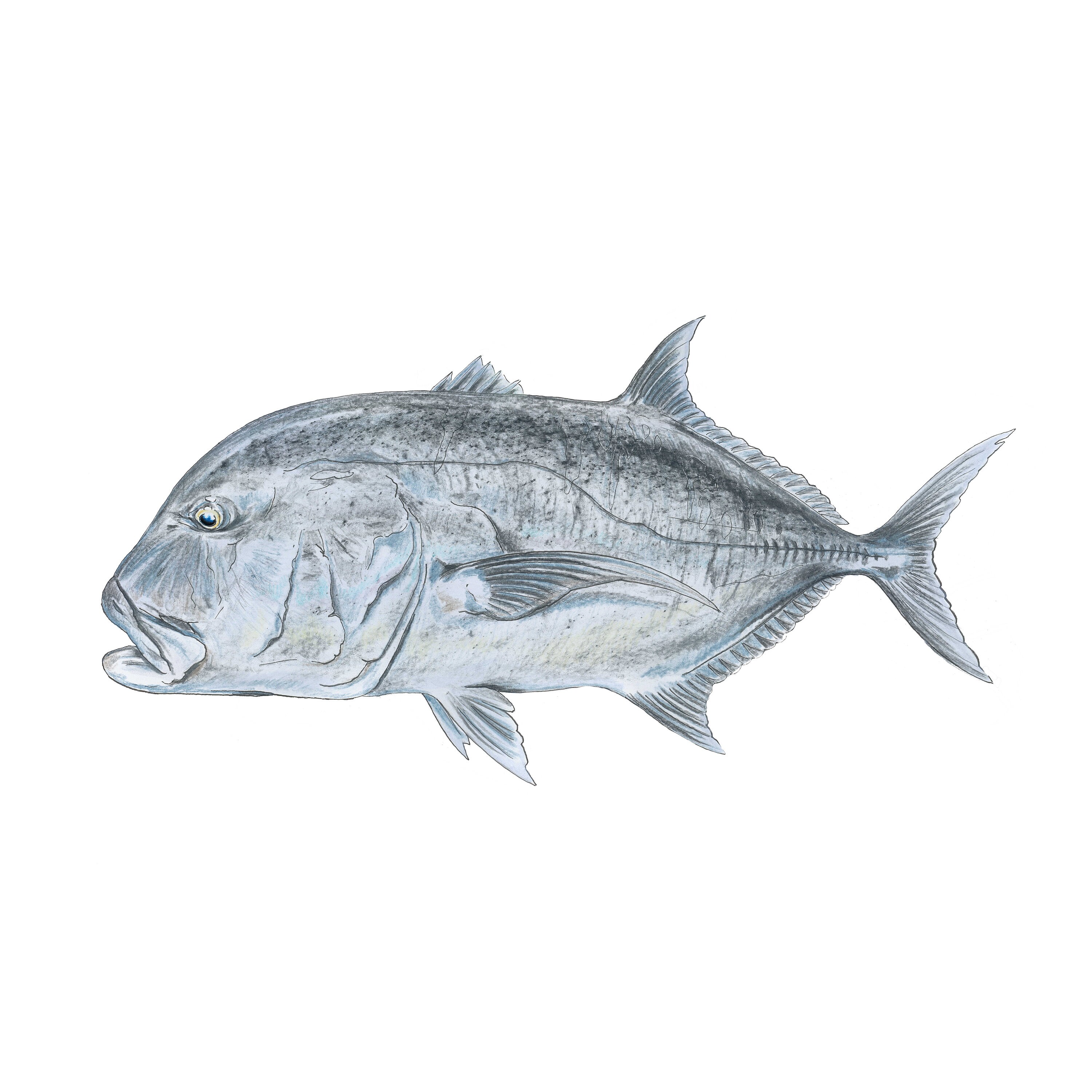 SRA3 Digitaler Reproduktionsdruck von Giant Trevally Illustration auf Leinenpapier GT Angelfischart