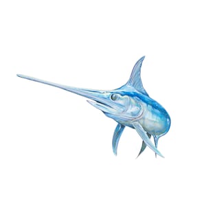 SRA3 Swordfish reproducción digital firmada impresión acuarela a mano adornada fishart pesca pesca pesca billfish