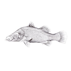 SRA2 Digital Art print of Barramundi illustration pen and ink barra fishart drawing black and white