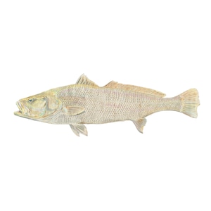 SRA3 print of Mulloway illustration on linen paper, hand embelished with watercolour, Jewfish fishart fishing art ocean marine seafish