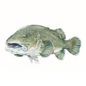 May include: A detailed illustration of a green and white fish with a large mouth and fins. The fish is swimming to the right.