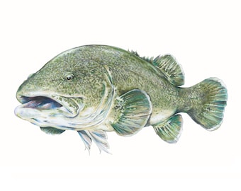SRA3 signierter Druck der original Murray Cod Illustration von jimloste.art authentische digitale Reproduktion Fischart Angeln Fliegenfischen Fisch Kabeljau