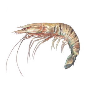 Black Tiger Garnelen Hand verschönert Art Print Garnelen Garnelen Sealife Fishart Meeresfrüchte Meerestiere Meer