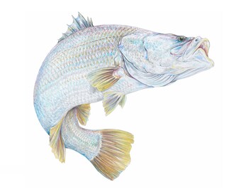 SRA3 Handverschönerter signierter Druck von springender Barramundi Illustration von jimloste.art authentische digitale Reproduktion Fishart Barra Fishing