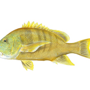 Maori Seebarsch A2 Digitaldruck auf Klettpapier Fischart Meer Ozean Riff Illustration Gemälde Strandhaus Angeln Speerfischen