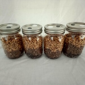 Puede incluir: Cuatro frascos de vidrio transparente con tapas de metal plateado, cada uno con un pequeño filtro circular blanco y un puerto de inyección gris. Los frascos contienen una capa inferior de tierra y una capa superior de grano.