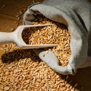 Oat Berries Whole Grain Seed Mushroom Substrate Very Clean 1/2-5 LB FAST SHIP!!