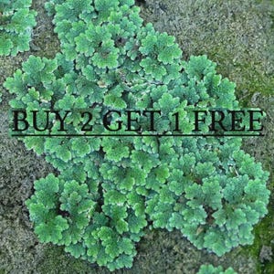Puede incluir: Un grupo de pequeñas hojas de helecho acuático de color verde vibrante, específicamente Azolla, extendiéndose sobre una superficie texturizada. La imagen presenta el texto negro BUY 2 GET 1 FREE superpuesto en el centro del denso follaje.