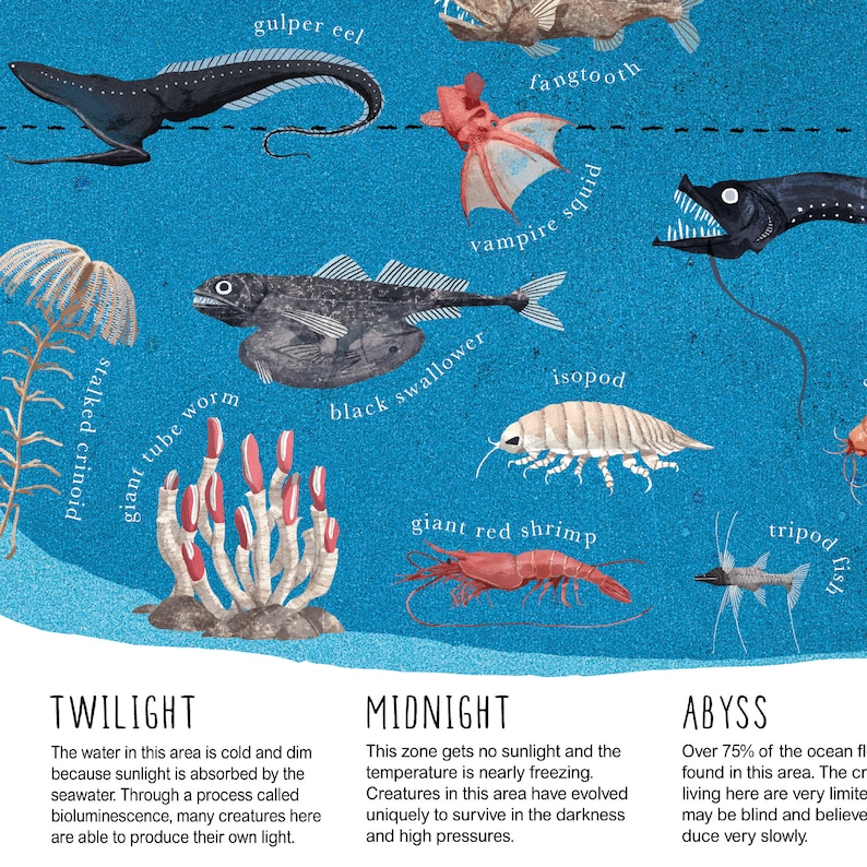a2 ocean zones poster etsy