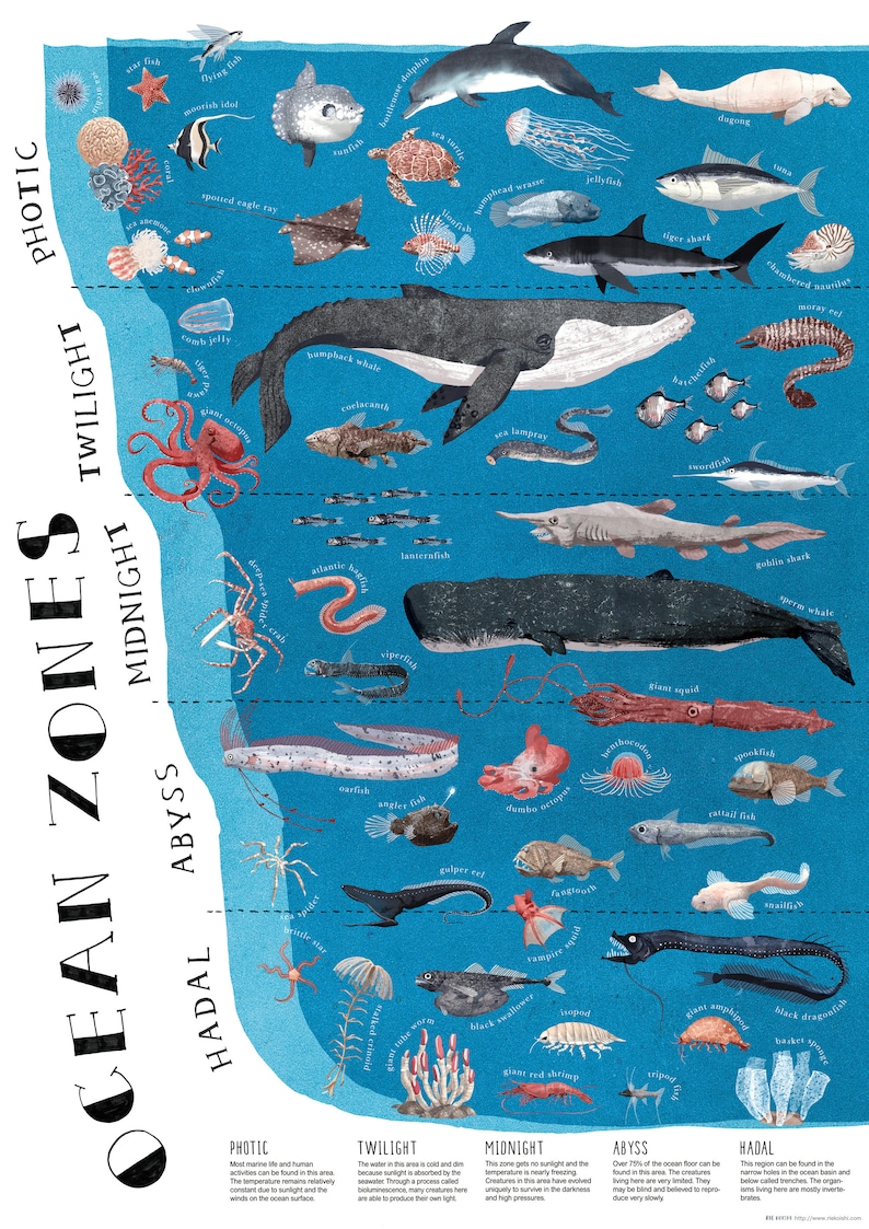 a2 ocean zones poster etsy
