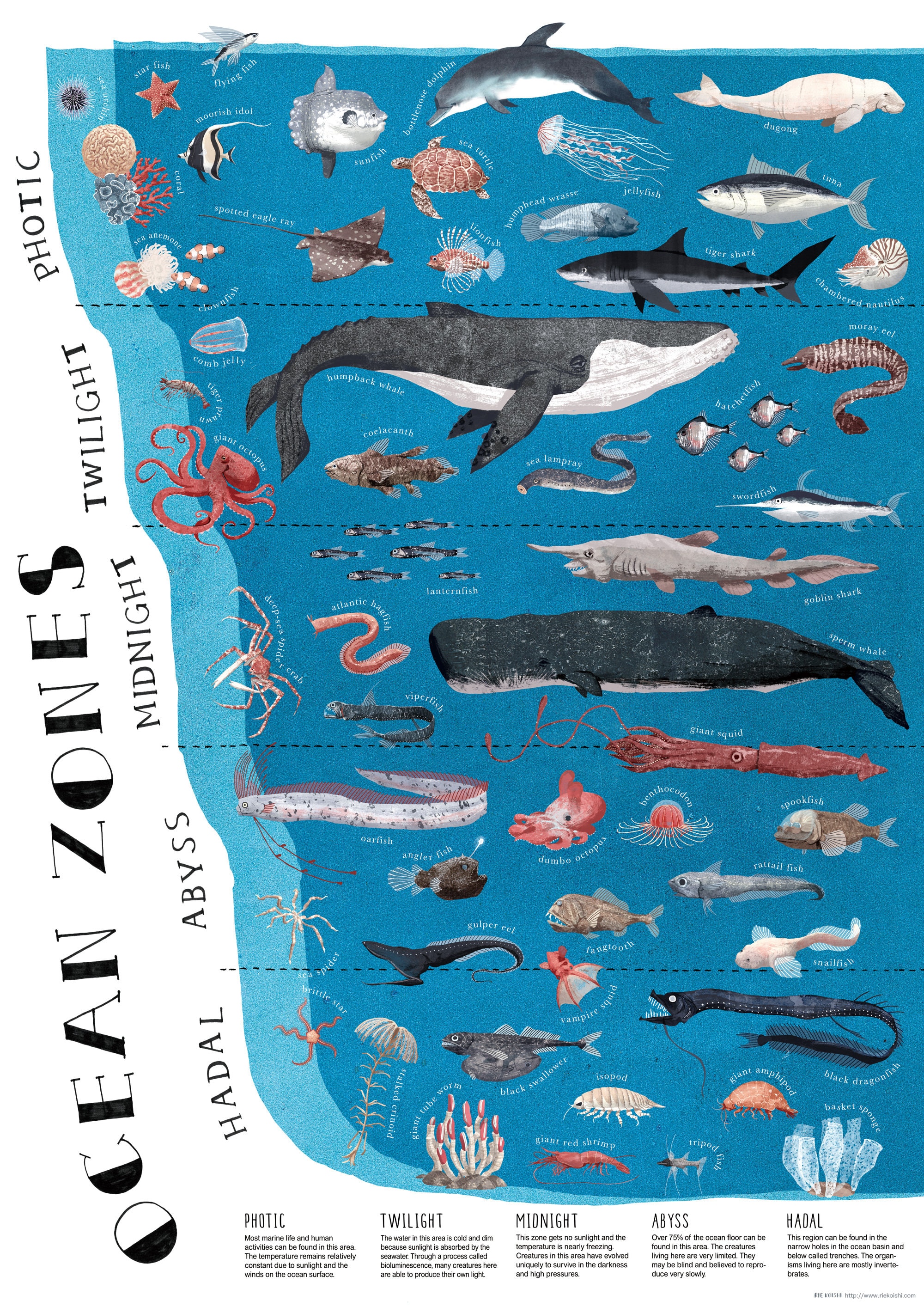 A2 Ocean Zones Poster Etsy