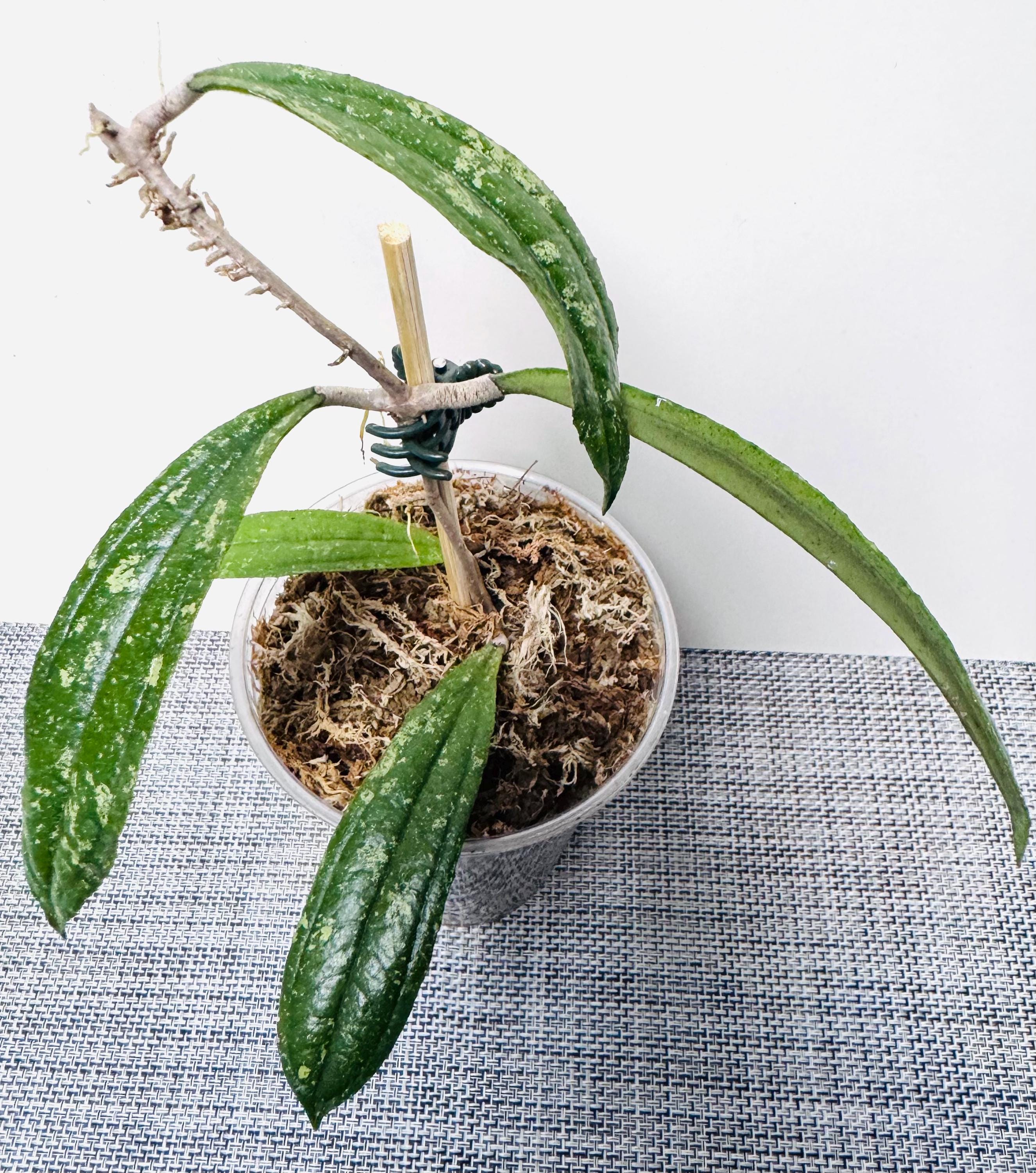 Hoya Rigidifolia Splash Large, Beautiful, Rooting Well Plant - Etsy