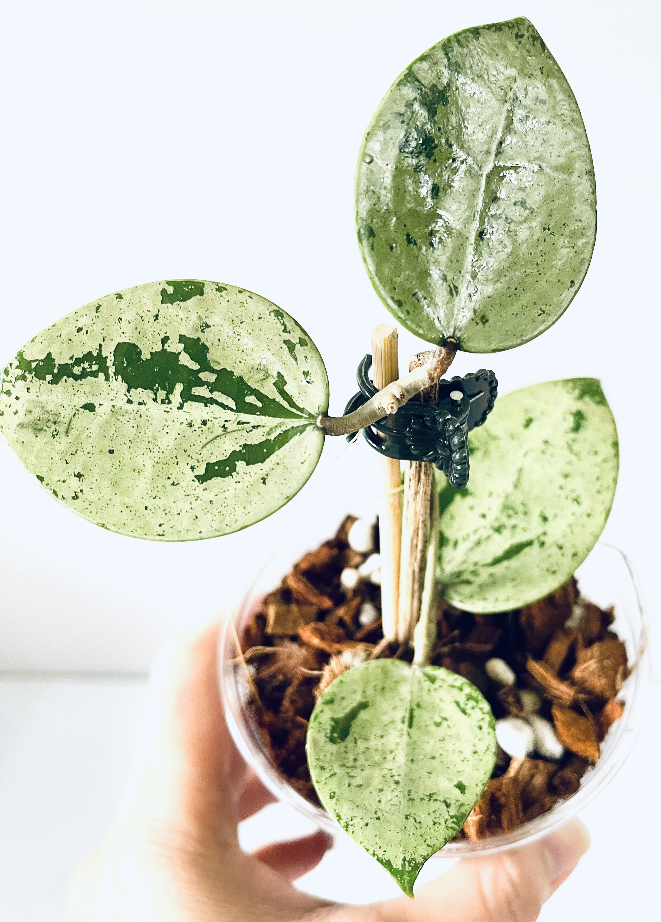 Hoya Verticillata Heart Leaves Silver Beautiful, Rarely